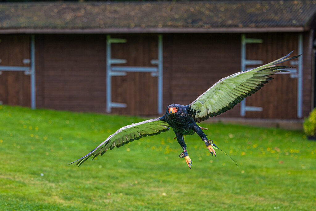 Eagle flying at wedding venue cheshire